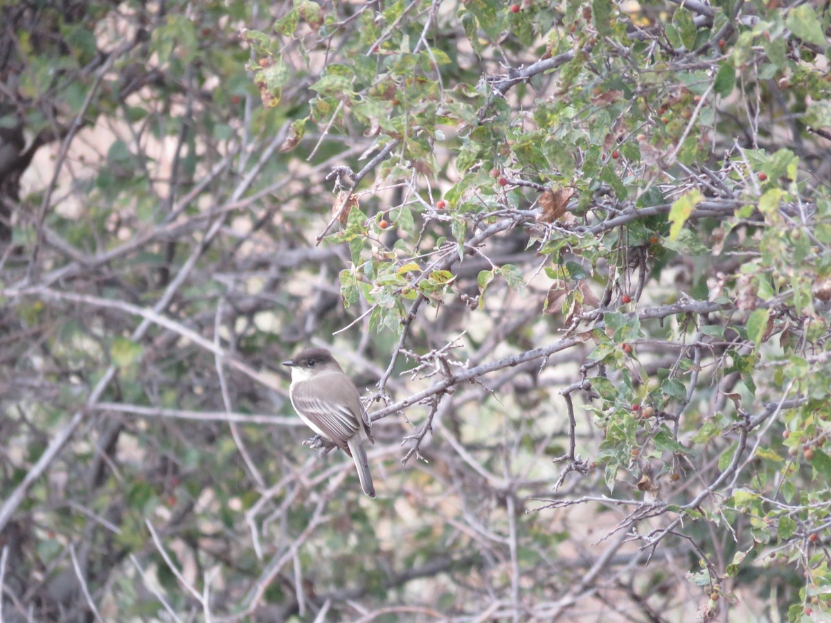 Eastern Phoebe - ML643096657