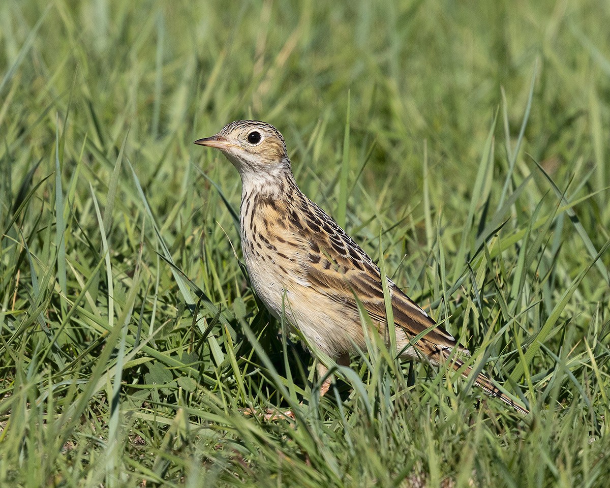 Pipit de Sprague - ML643096662
