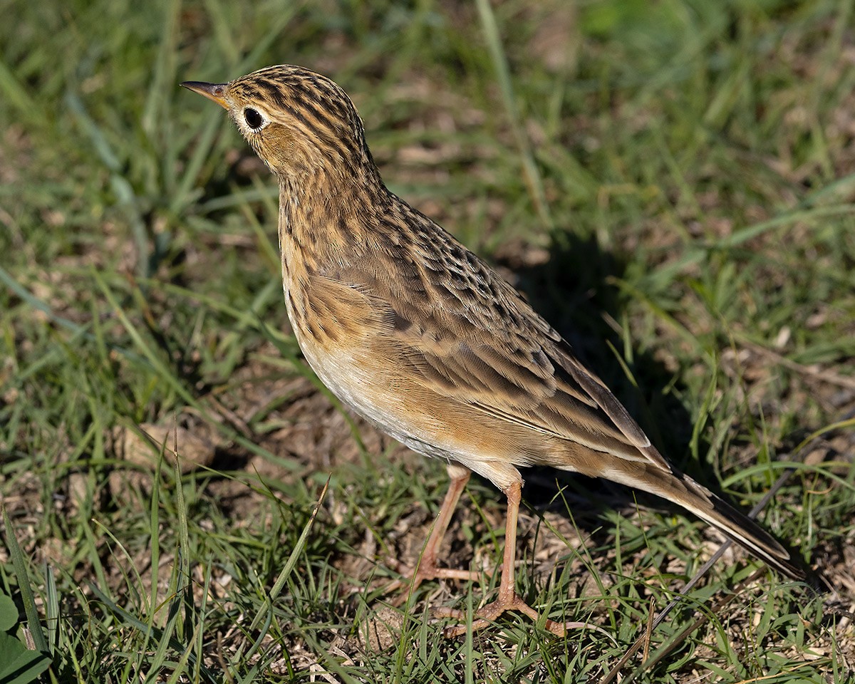 Pipit de Sprague - ML643096663