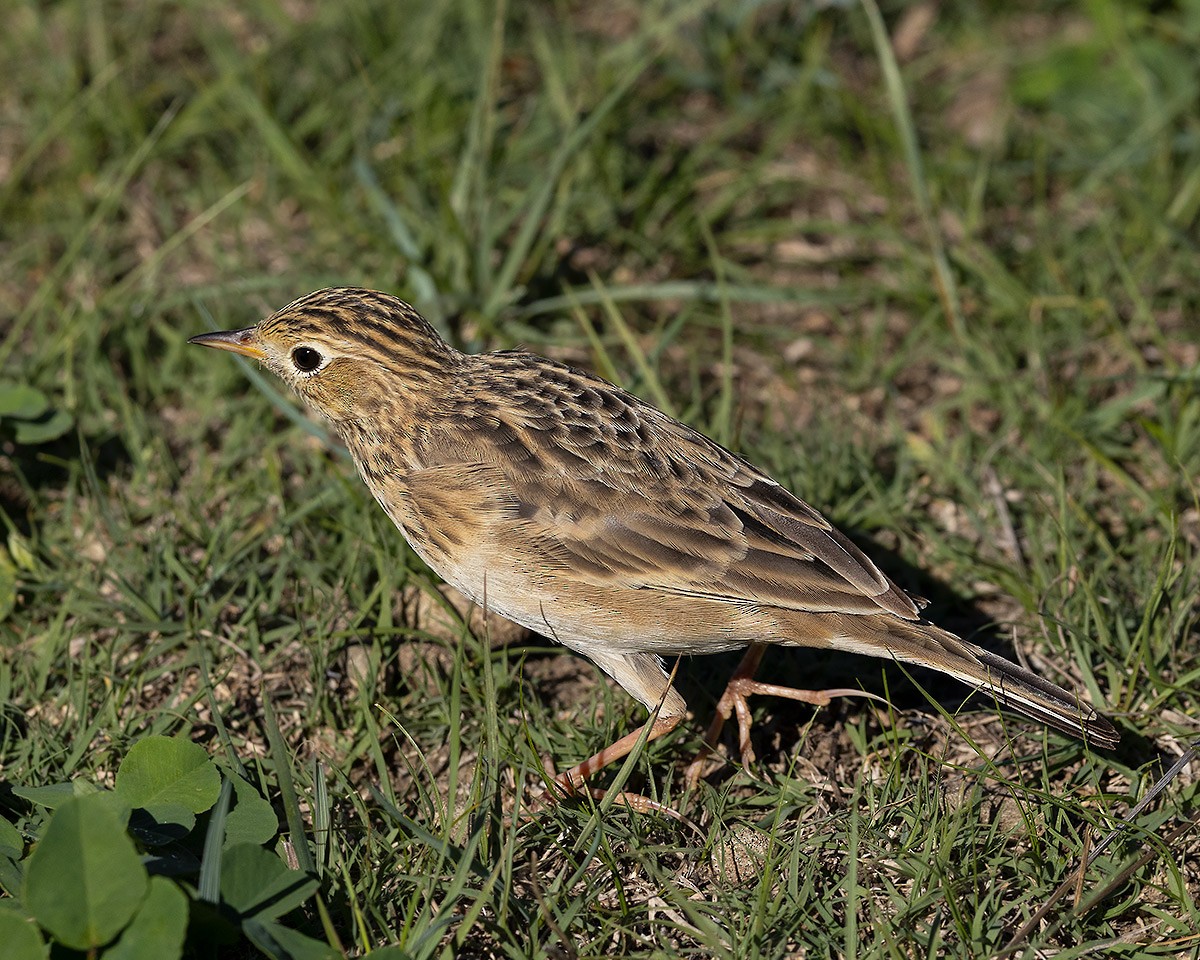Pipit de Sprague - ML643096664