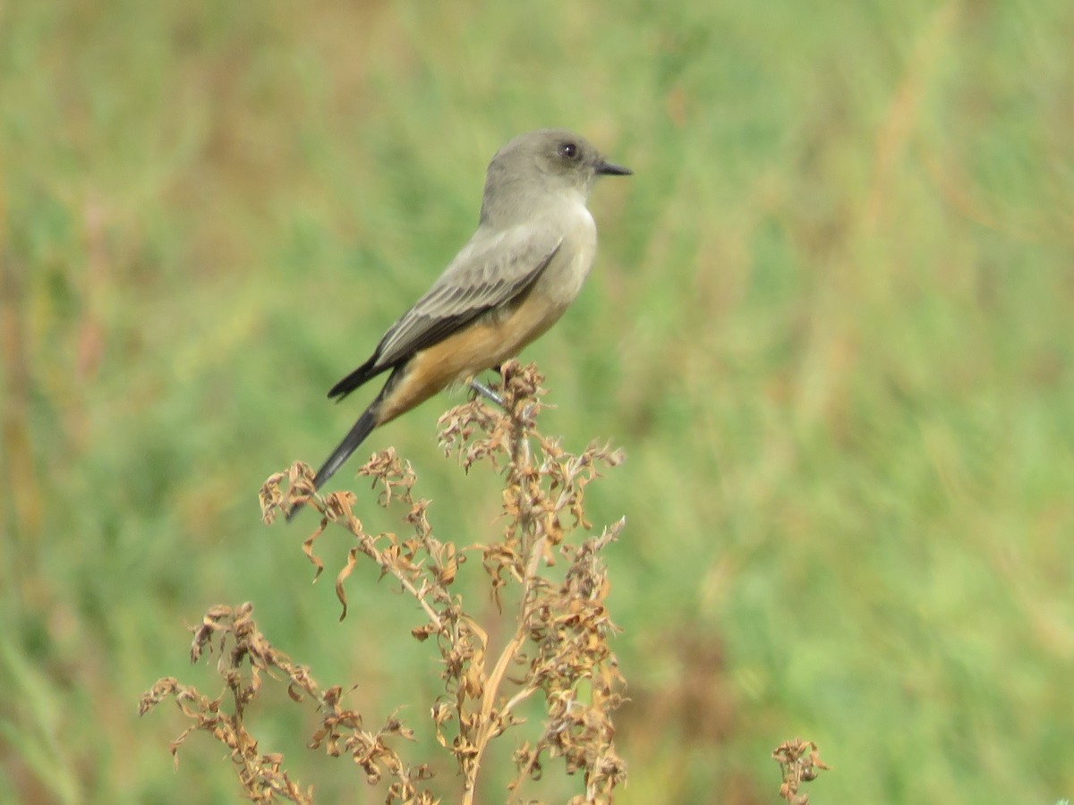 Say's Phoebe - ML643096670