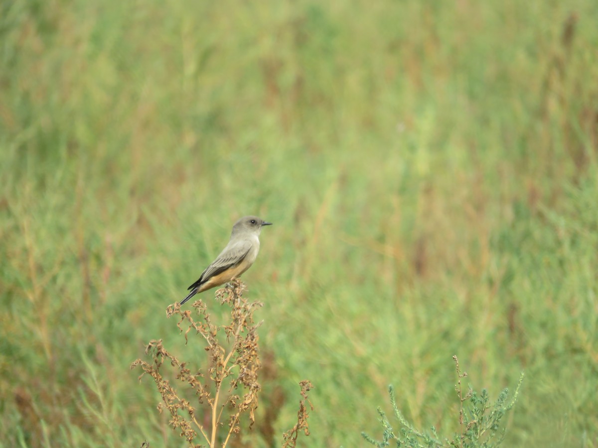 Say's Phoebe - ML643096671