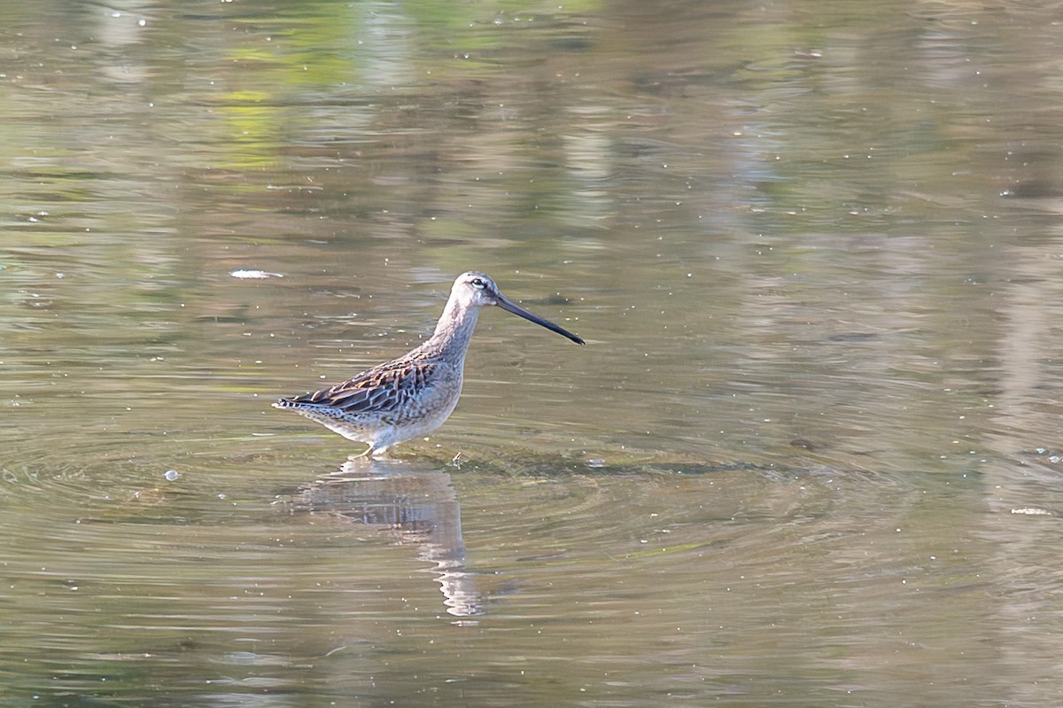 Bécassin à long bec - ML643096678