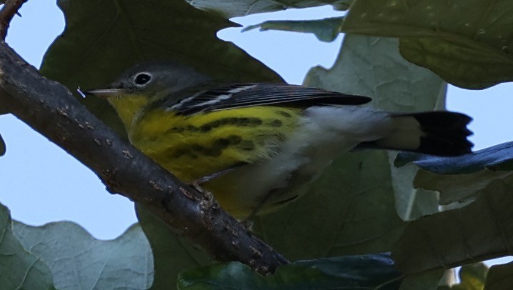 Magnolia Warbler - ML643096680