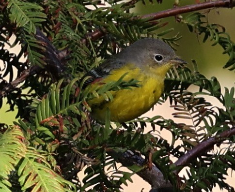 Magnolia Warbler - ML643096695