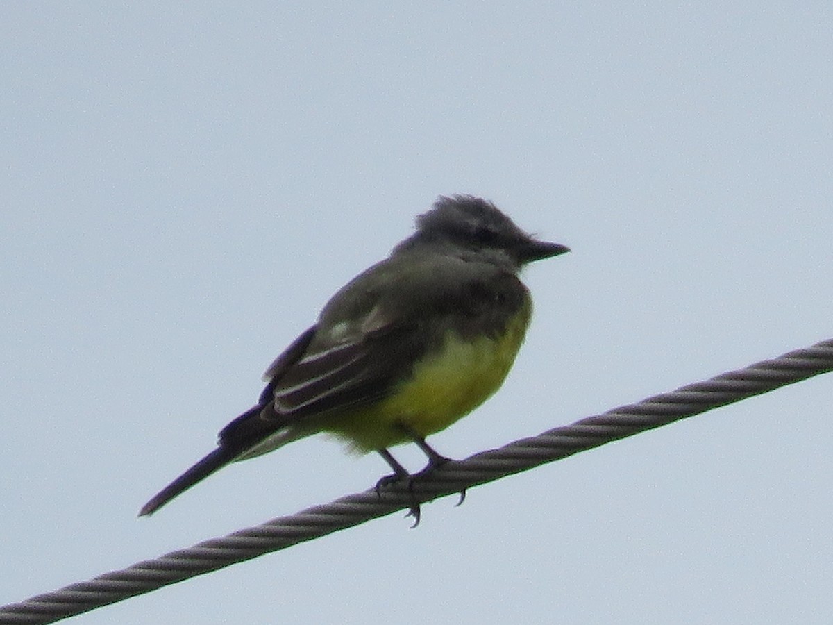 Western Kingbird - ML643096696