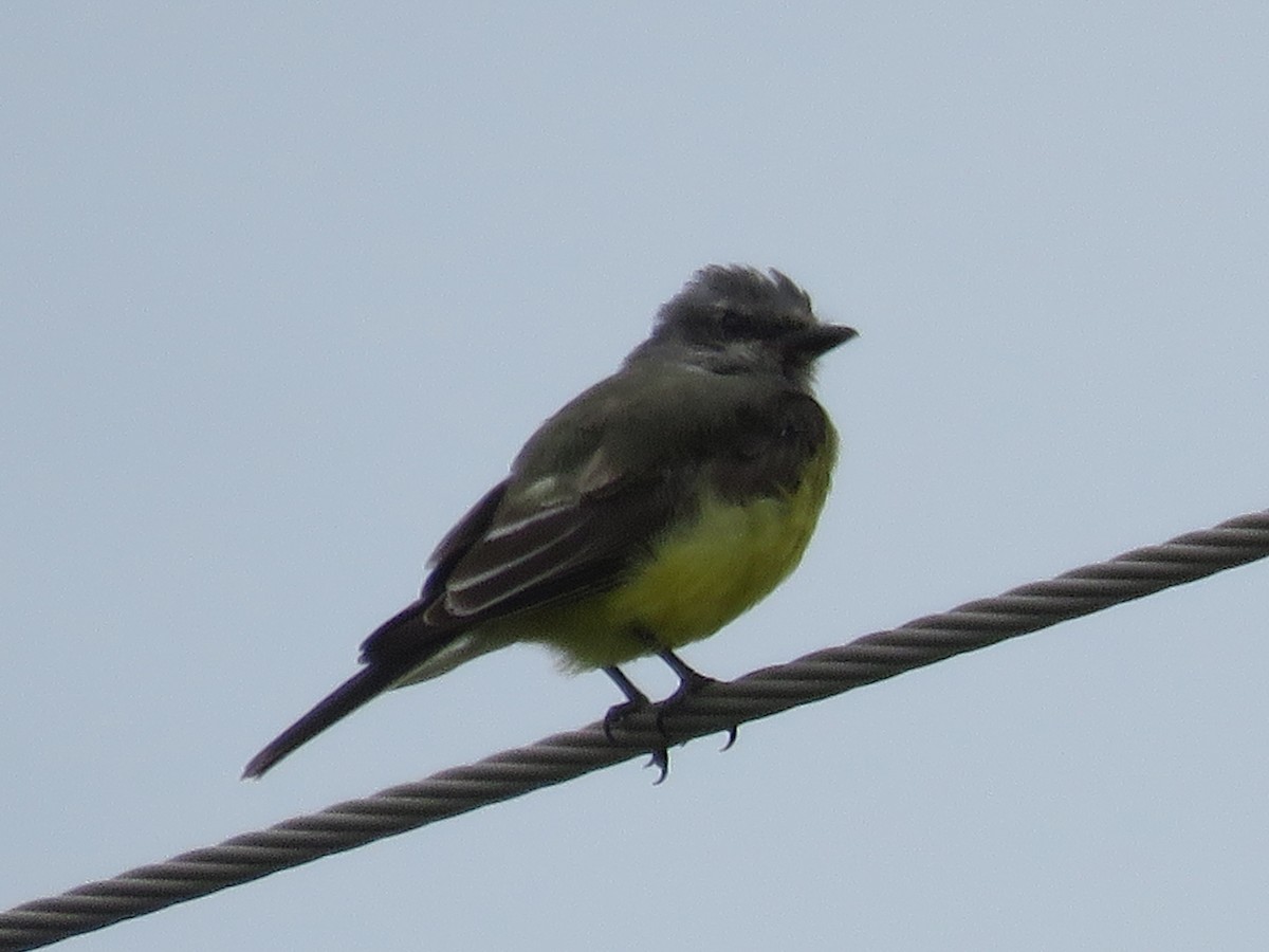 Western Kingbird - ML643096697