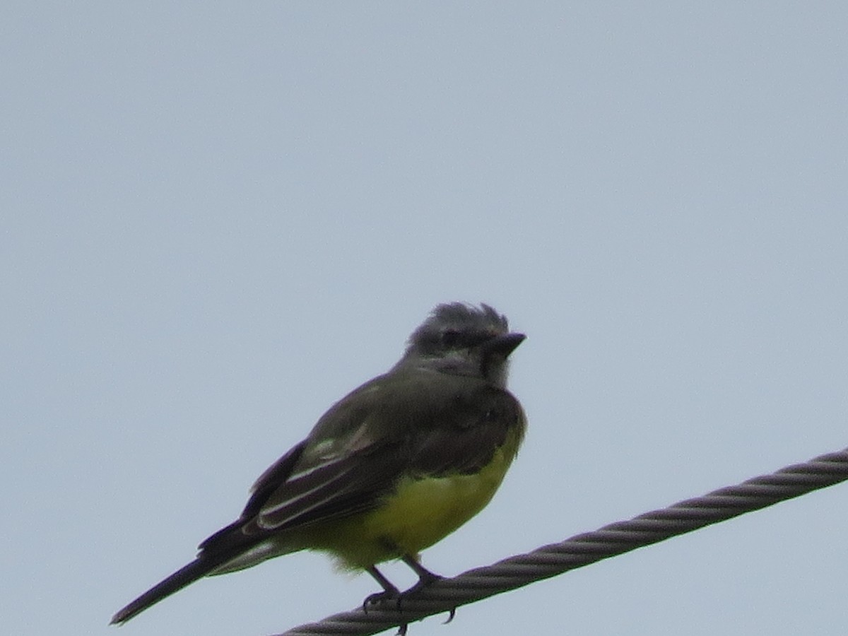 Western Kingbird - ML643096698
