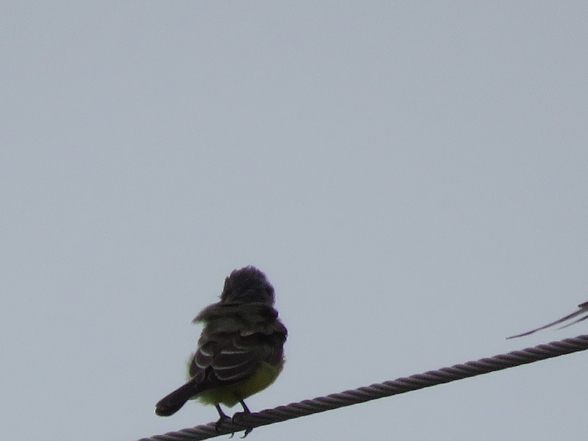 Western Kingbird - ML643096699