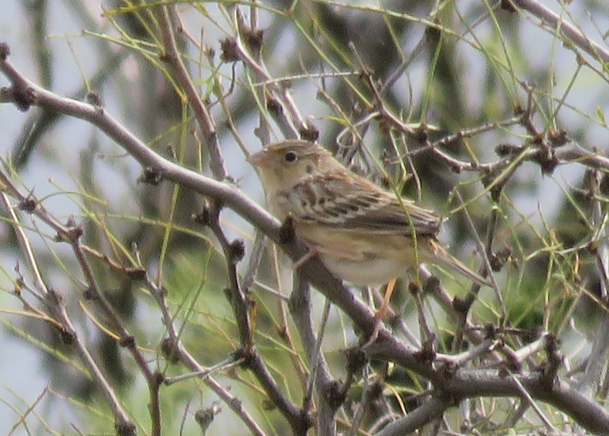 Grasshopper Sparrow - ML643096712