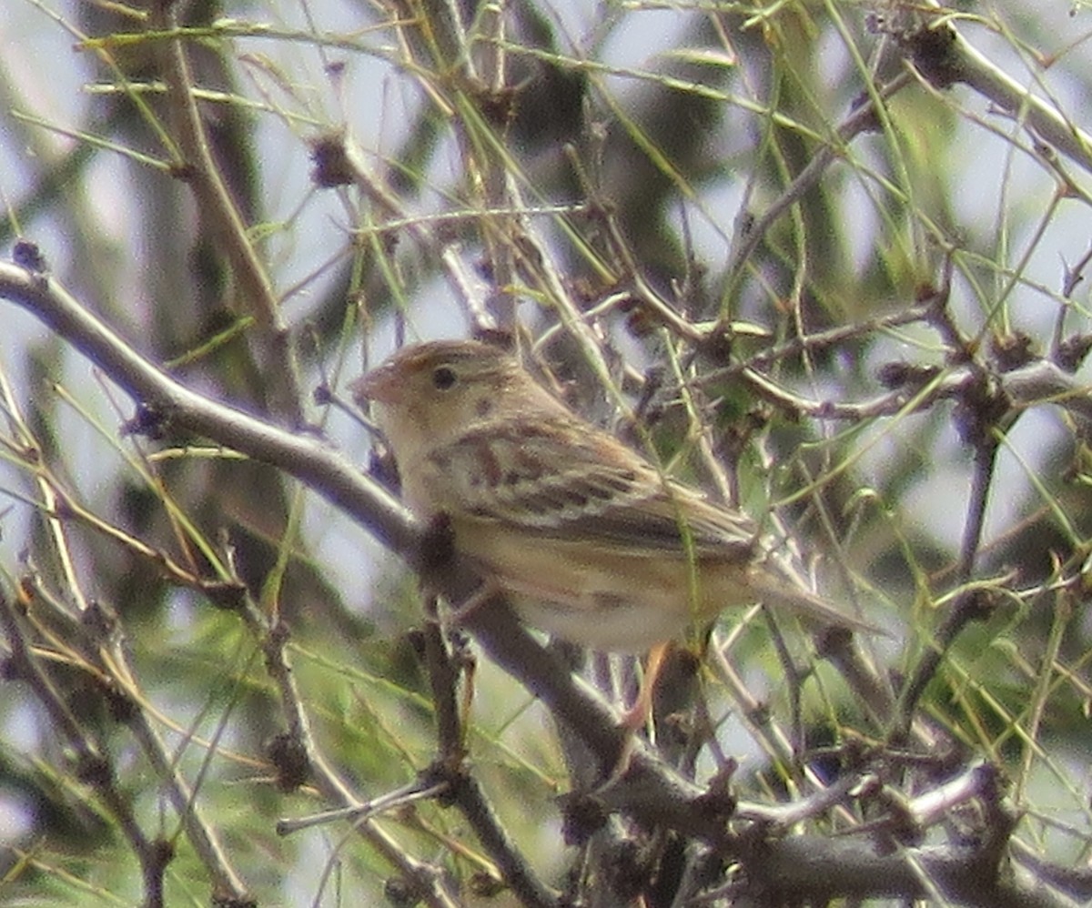 Grasshopper Sparrow - ML643096713