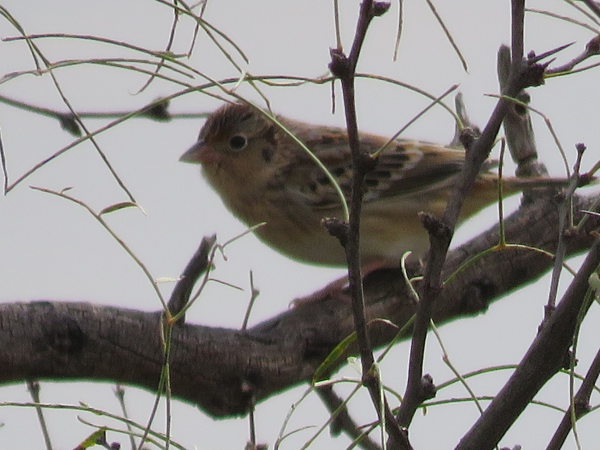 Grasshopper Sparrow - ML643096714