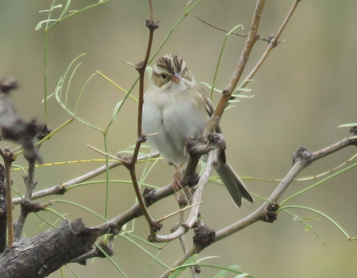 Clay-colored Sparrow - ML643096722
