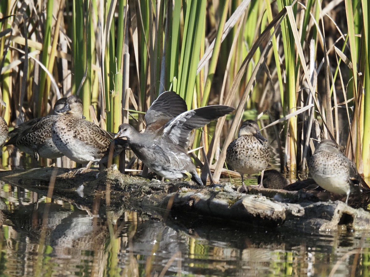 Gallinule d'Amérique - ML643096751
