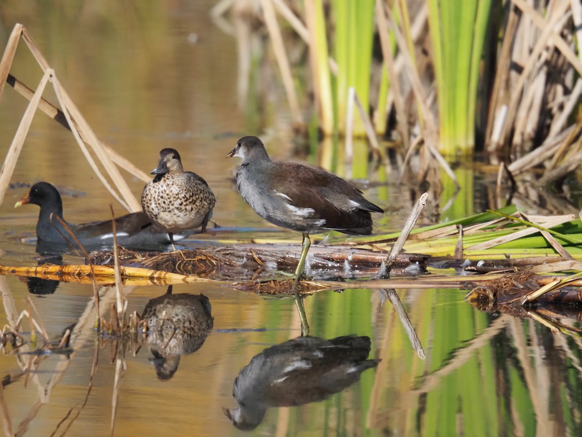 Gallinule d'Amérique - ML643096752