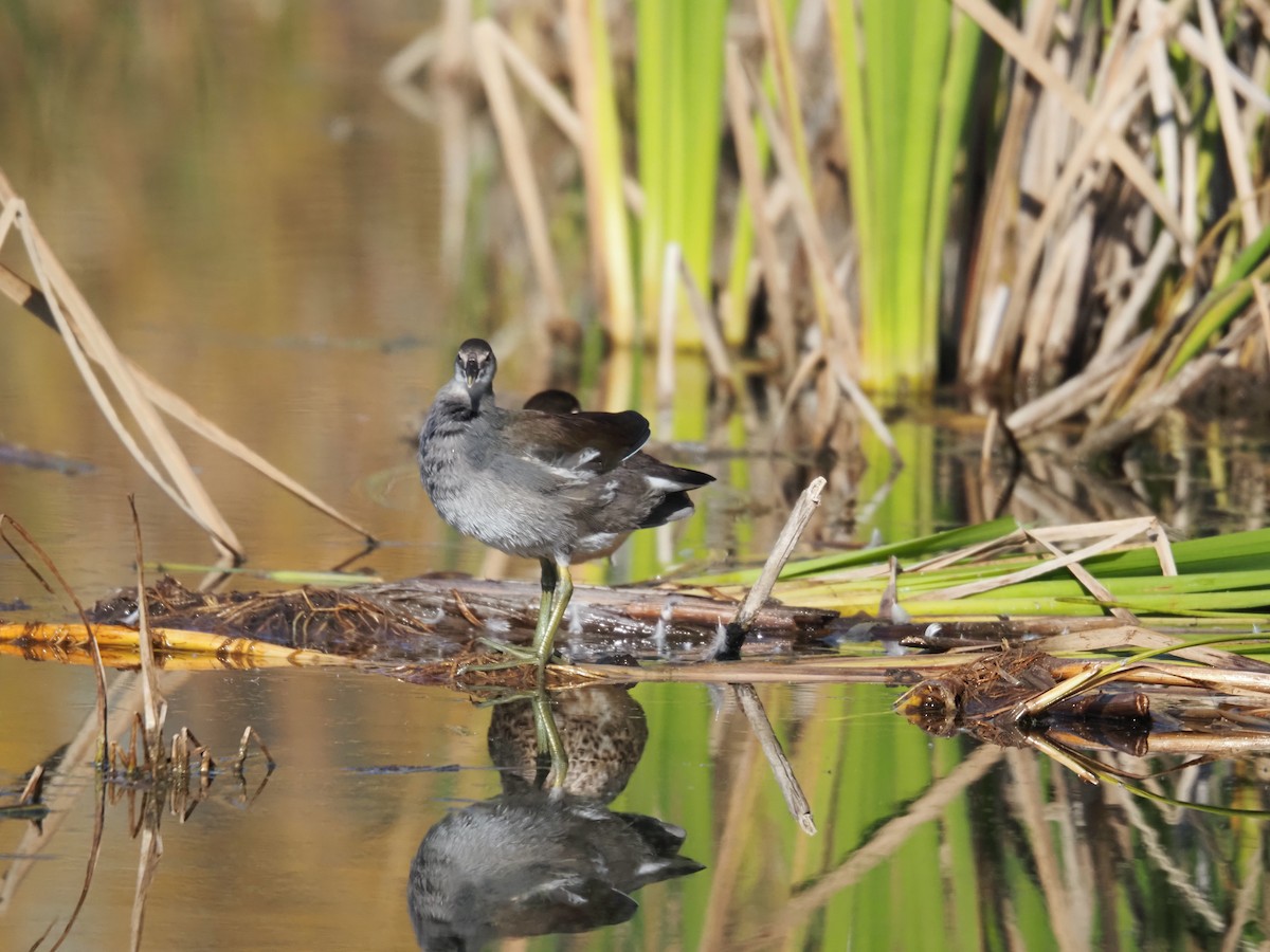 Gallinule d'Amérique - ML643096753