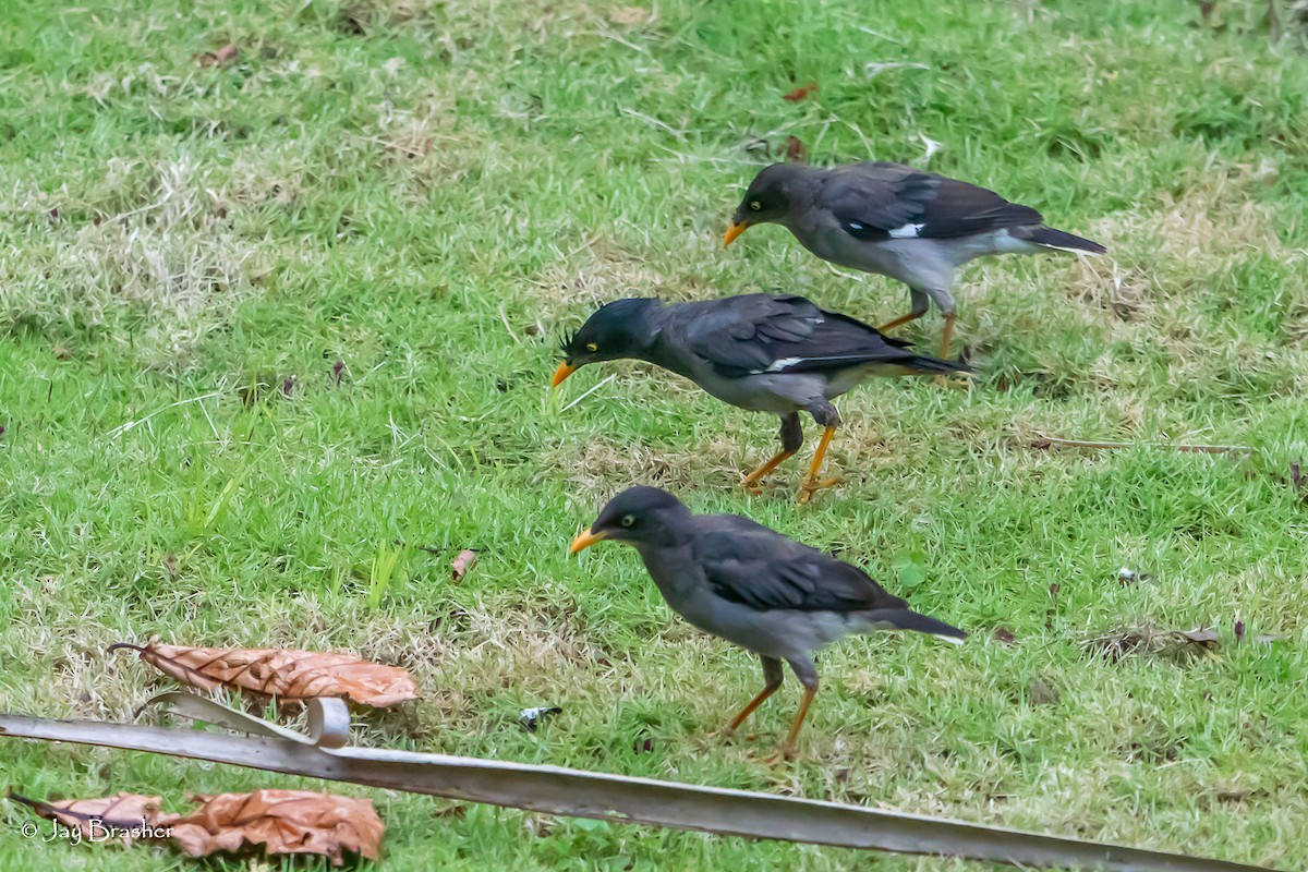 Jungle Myna - ML643096756