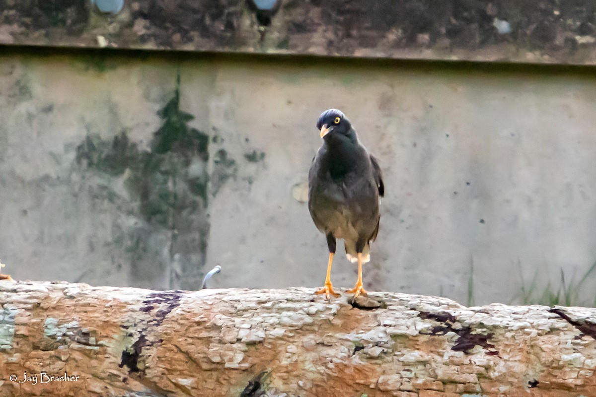 Jungle Myna - ML643096759