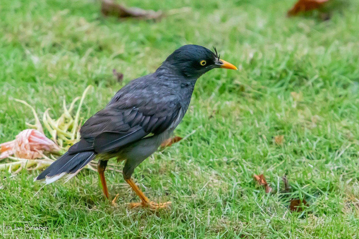 Jungle Myna - ML643096760