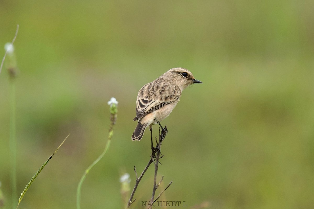 Tarabilla Siberiana - ML643096768