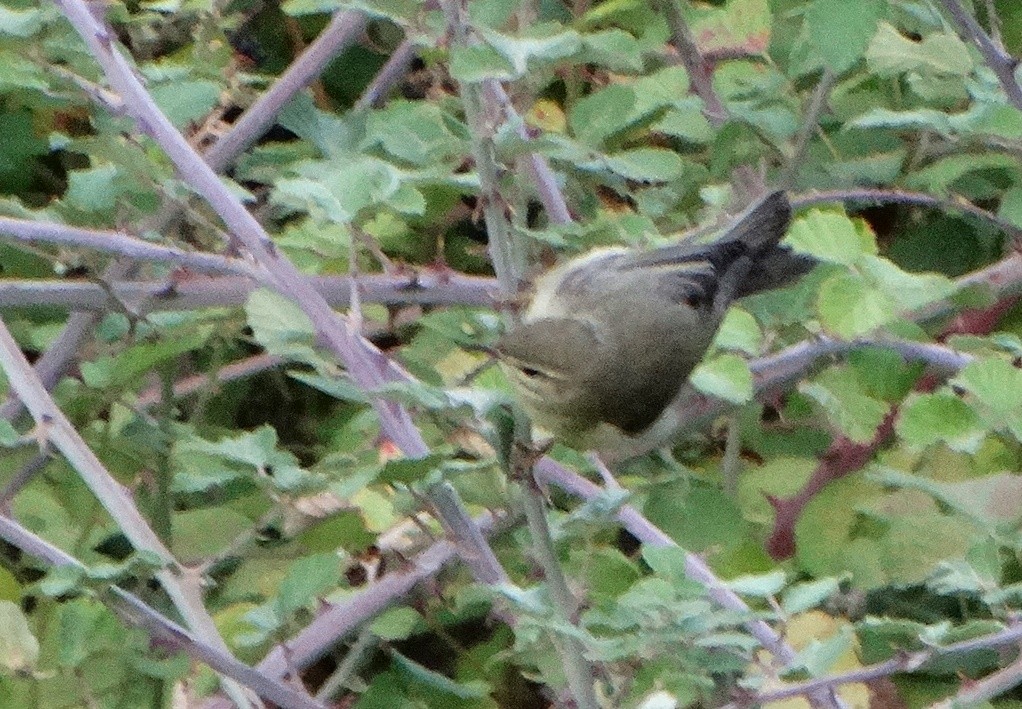 Pouillot véloce - ML643096773