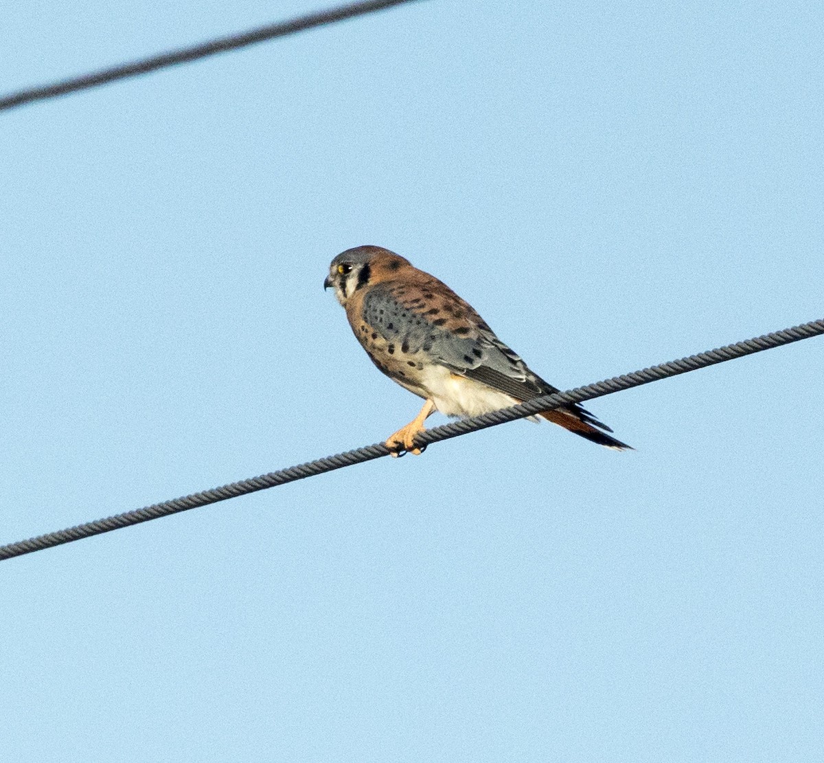 American Kestrel - ML643096785