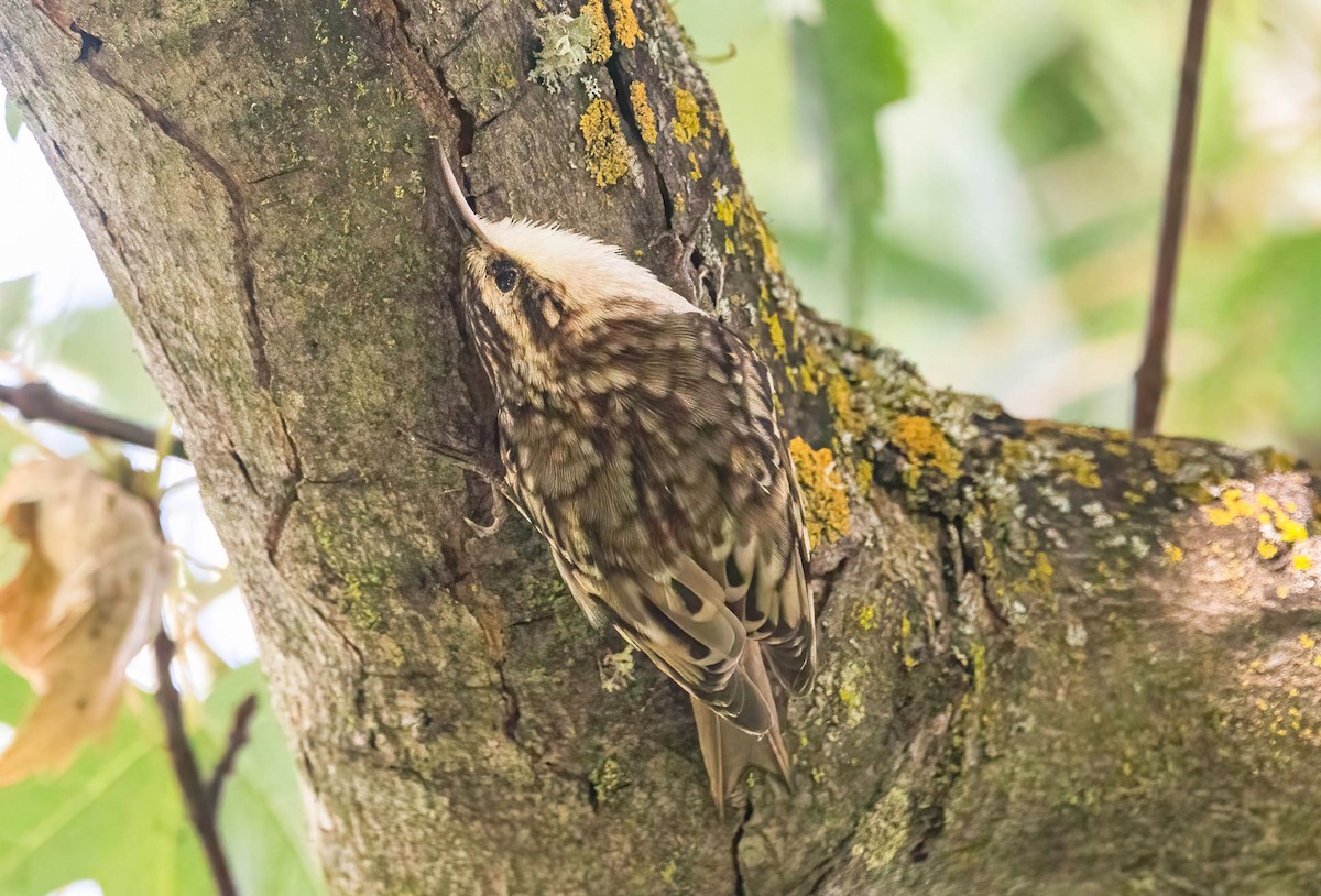 Brown Creeper - ML643096797