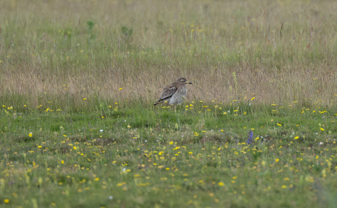 Eurasian Thick-knee - ML643096806