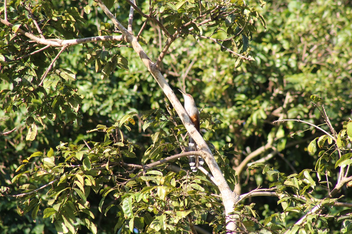 Puerto Rican Lizard-Cuckoo - ML643096807