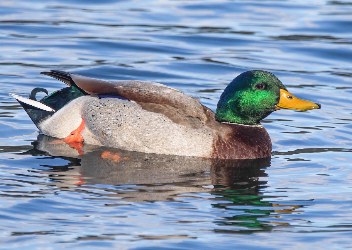 Mallard - ML643096809