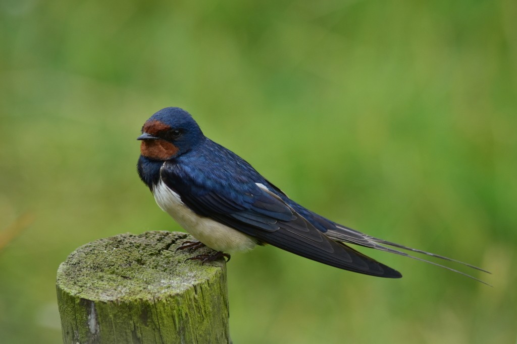 Barn Swallow - ML643096810