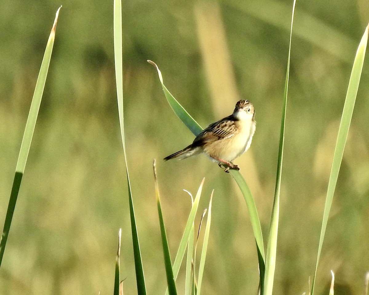 Zitting Cisticola - ML643096811