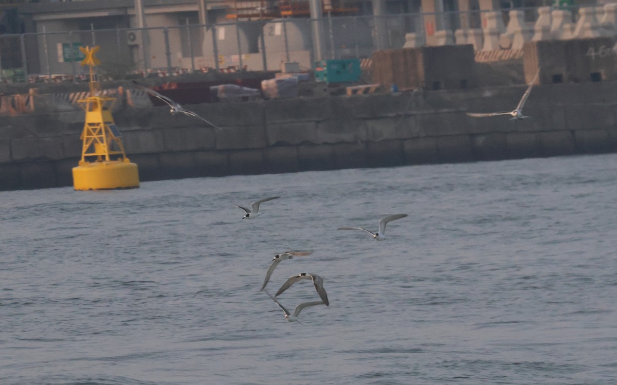 Common Tern - ML643096812