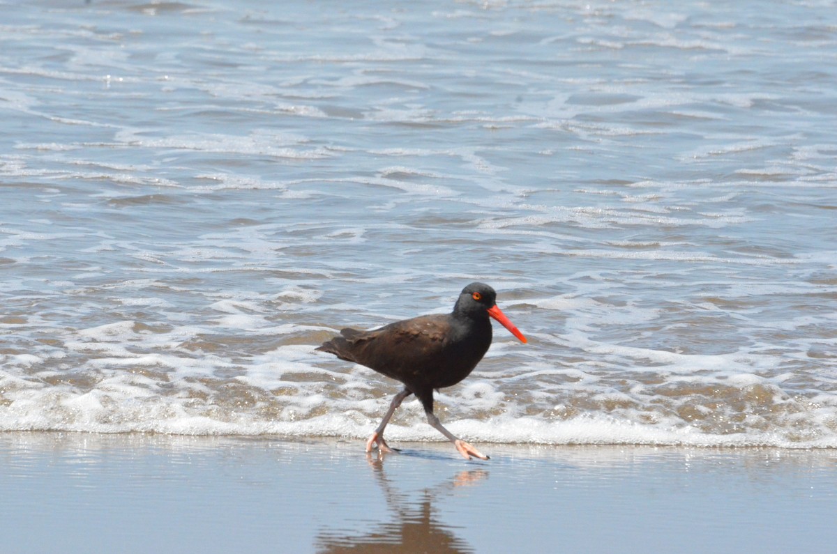 Black Oystercatcher - ML643096815