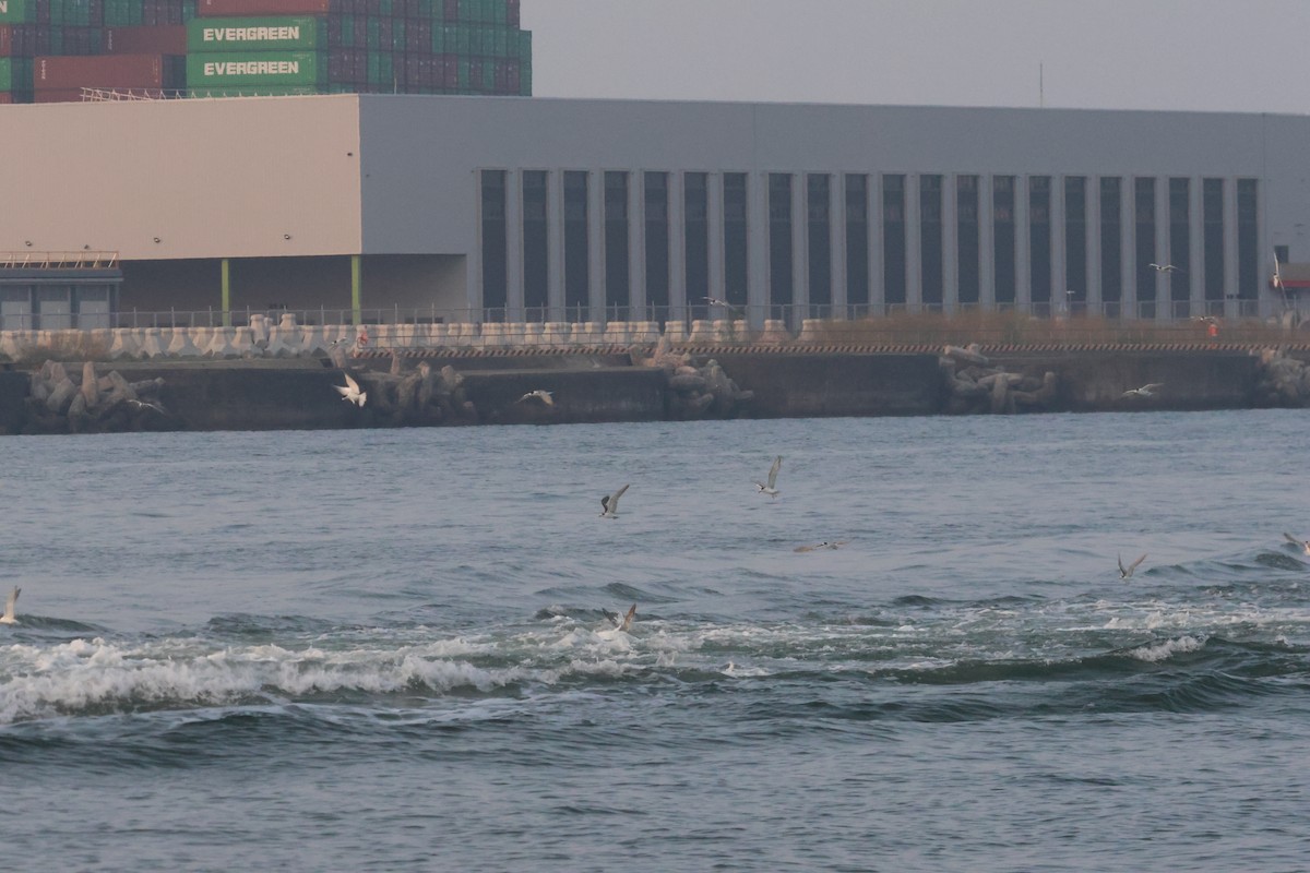 Common Tern - ML643096817