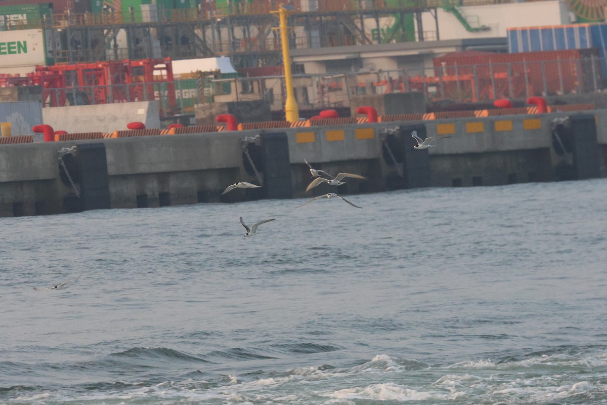Common Tern - ML643096818