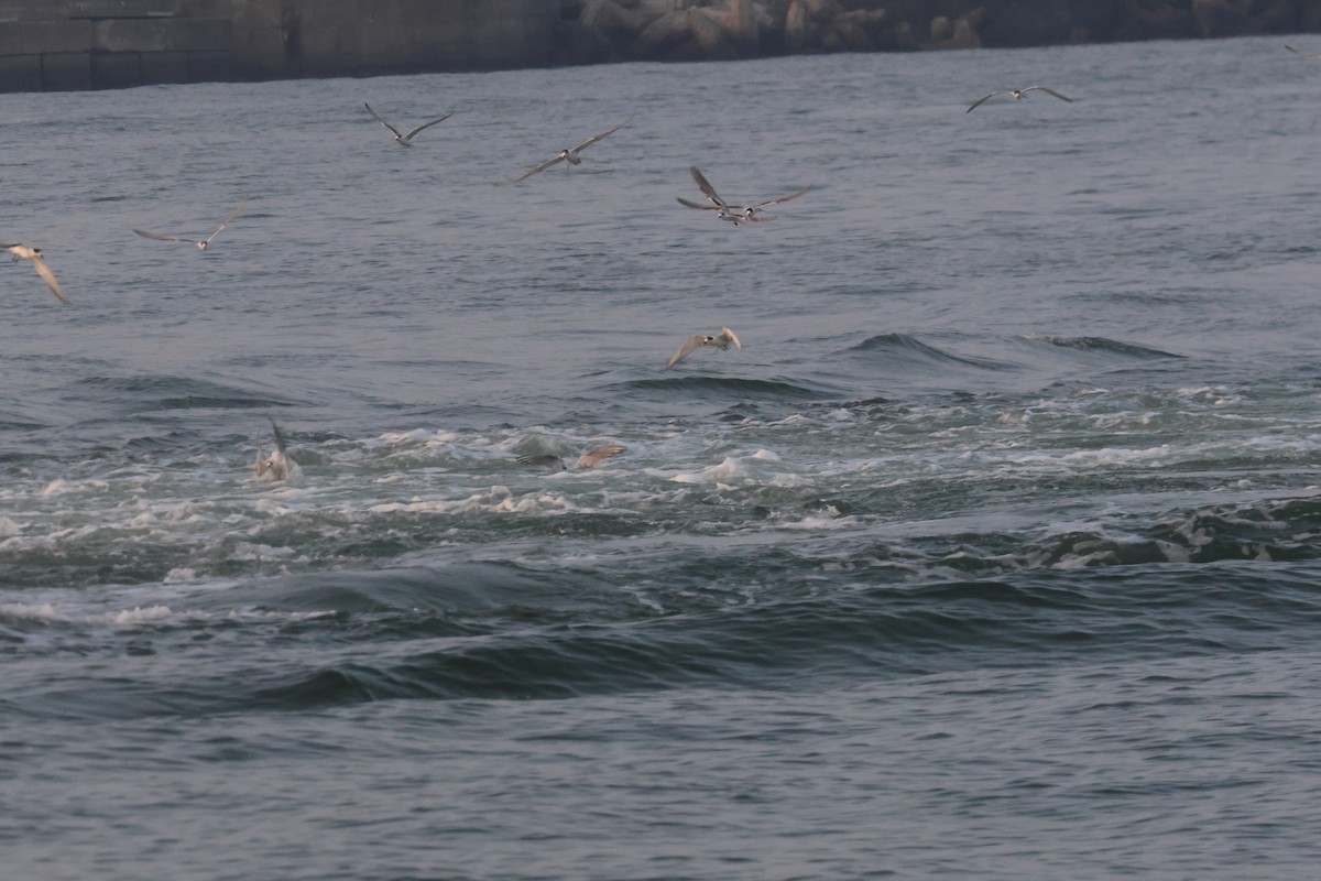 Common Tern - ML643096819
