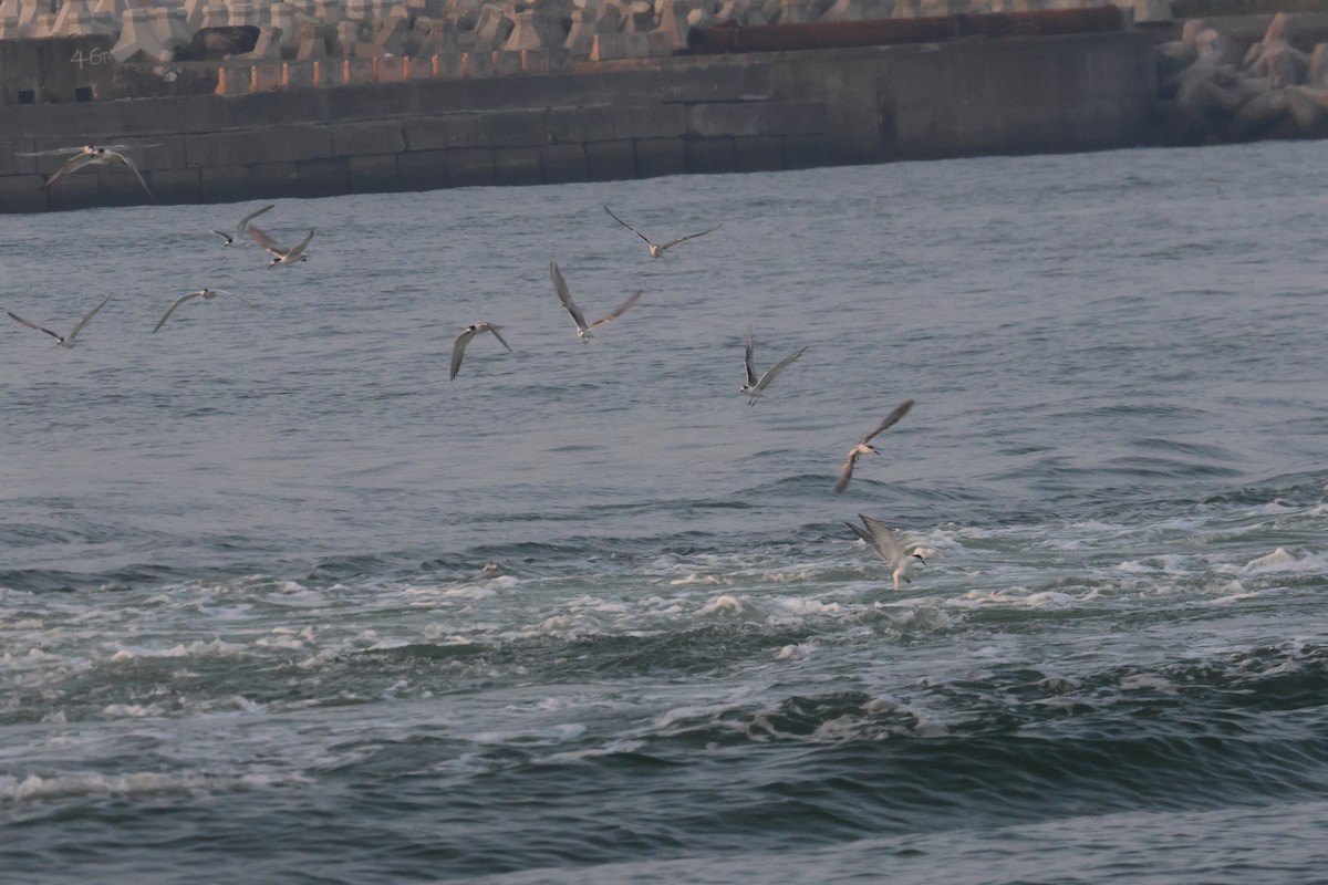 Common Tern - ML643096820