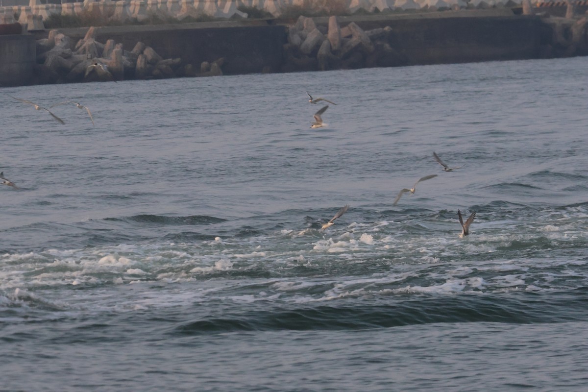 Common Tern - ML643096821