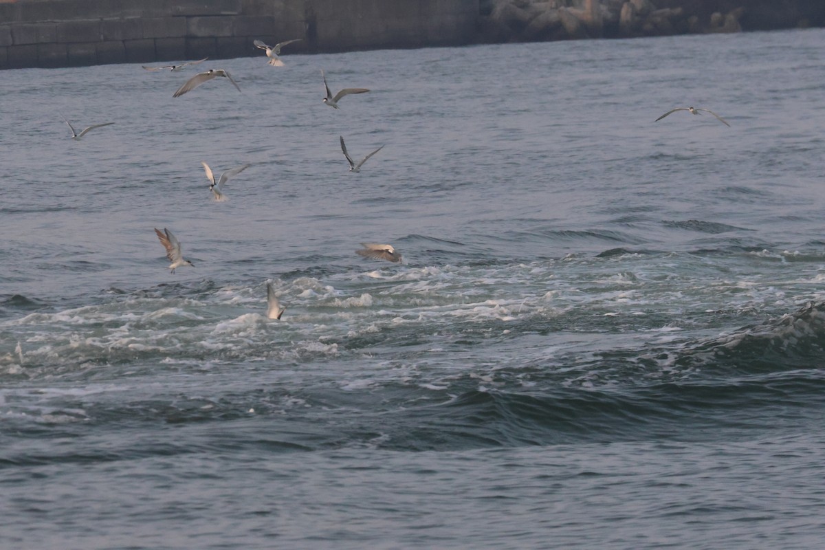 Common Tern - ML643096822