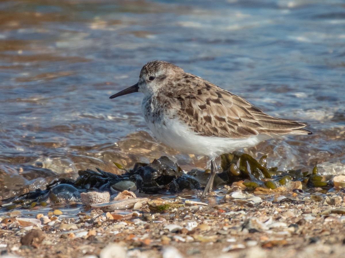 Semipalmated Sandpiper - ML643096823