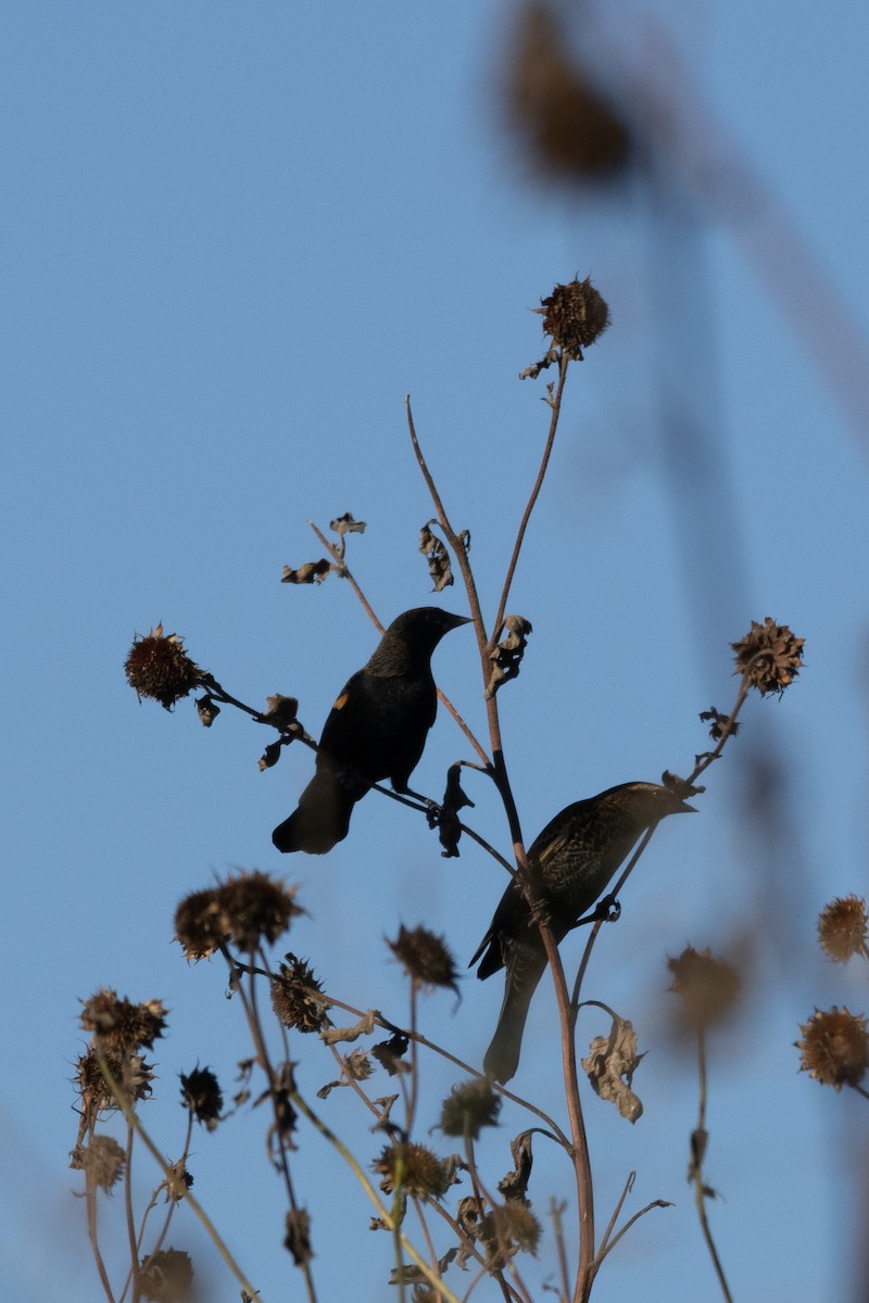 Red-winged Blackbird - ML643096824