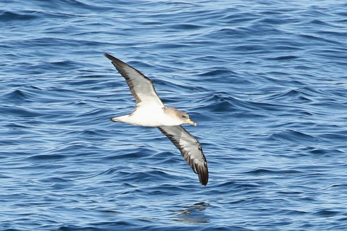 Cory's Shearwater - ML643096827