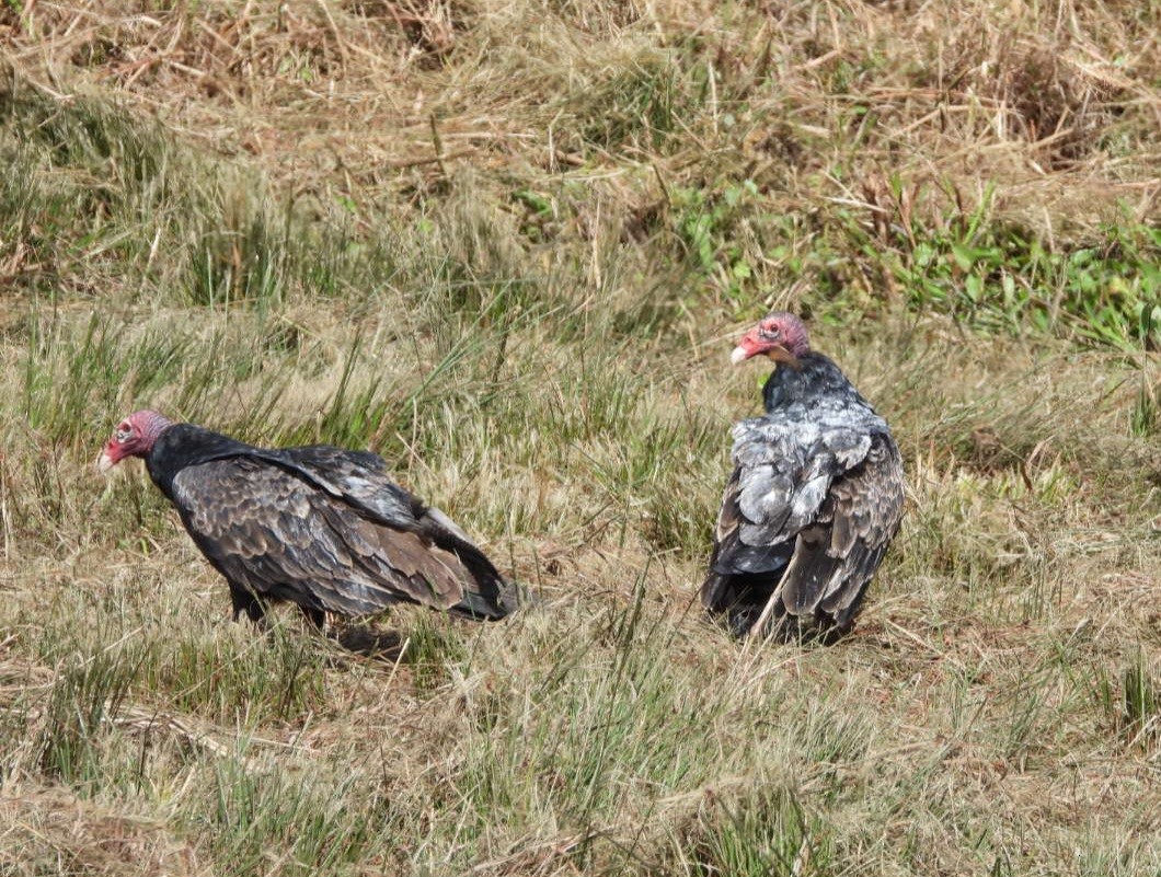 Turkey Vulture - ML643096832