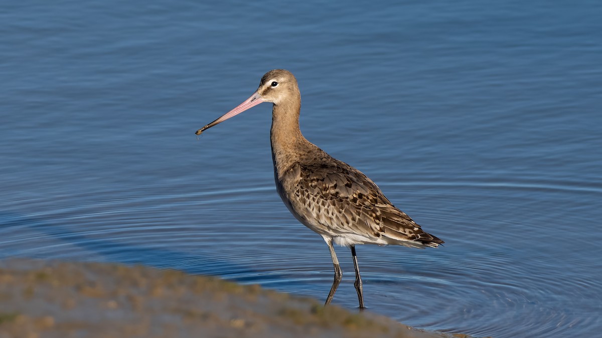 Black-tailed Godwit (Icelandic) - ML643096834