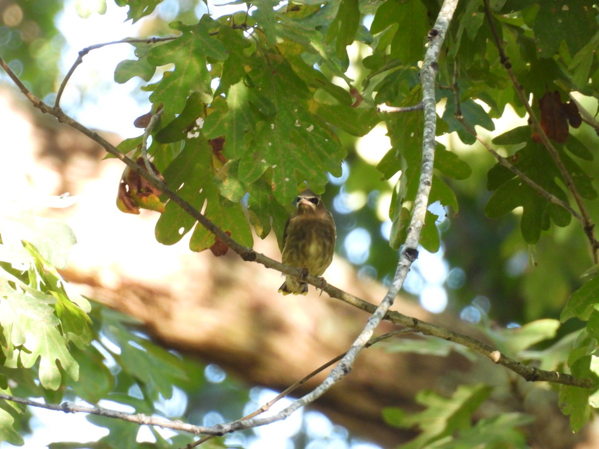 Cedar Waxwing - ML643096835