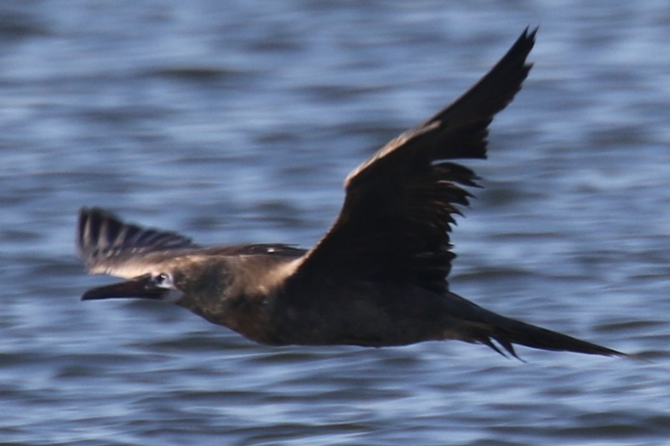 Brown Booby - ML643096836