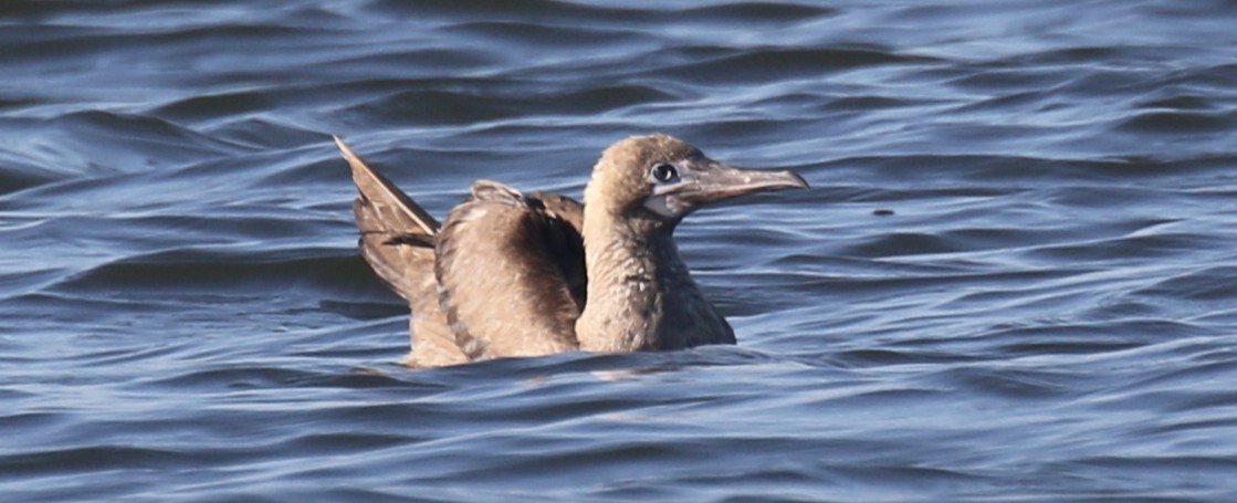 Brown Booby - ML643096837