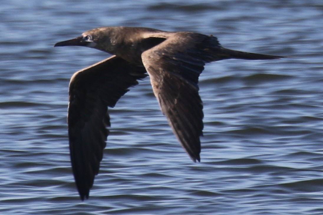 Brown Booby - ML643096838
