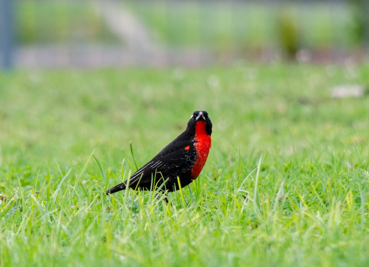 White-browed Meadowlark - ML643096839